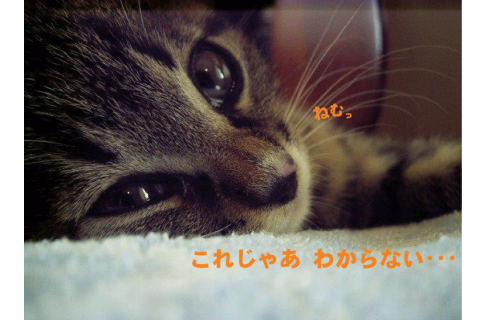わからないねこ